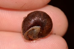 Austrochloritis wollemiensis