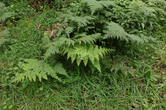 Hypolepis glandulifera