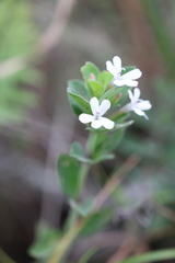 Dyschoriste burchellii