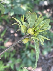 Leptactina delagoensis