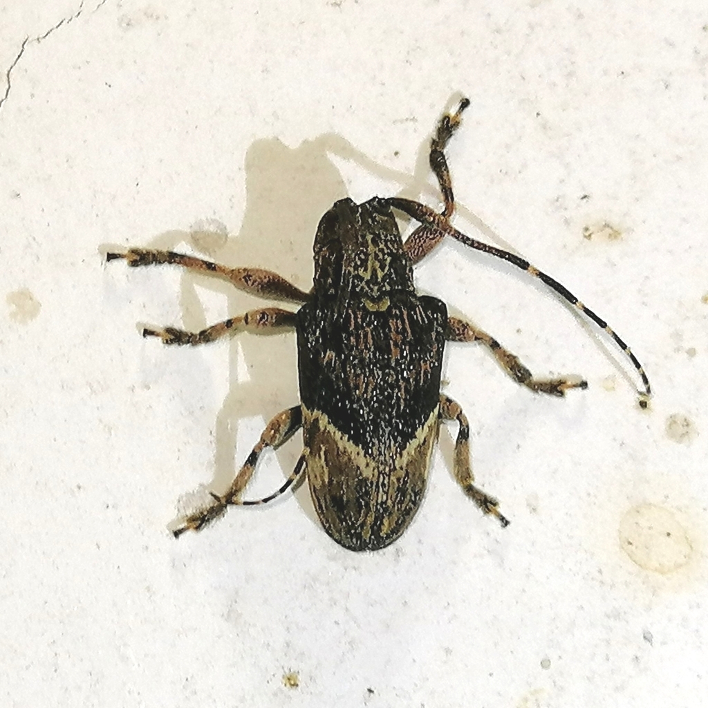 Euthima rodens