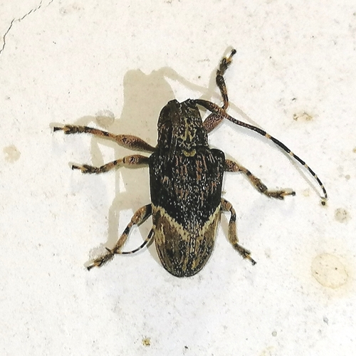 Euthima rodens