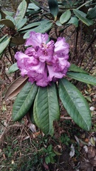 Rhododendron niveum