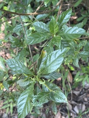 Leptactina delagoensis