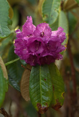 Rhododendron niveum