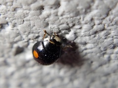 Hyperaspis signata-binotata agg
