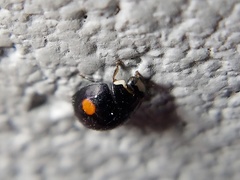 Hyperaspis signata-binotata agg