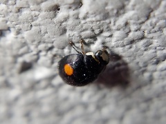 Hyperaspis signata-binotata agg