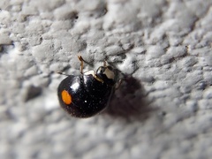Hyperaspis signata-binotata agg