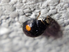 Hyperaspis signata-binotata agg