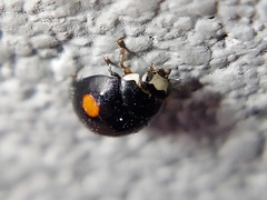 Hyperaspis signata-binotata agg