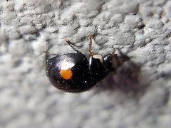 Hyperaspis signata-binotata agg