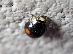 Hyperaspis signata-binotata agg