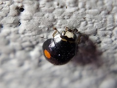 Hyperaspis signata-binotata agg