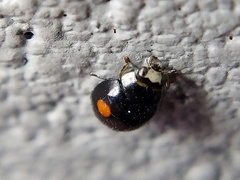 Hyperaspis signata-binotata agg