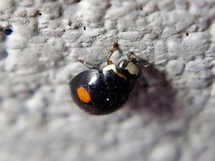 Hyperaspis signata-binotata agg