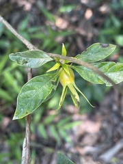 Leptactina delagoensis