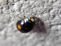 Hyperaspis signata-binotata agg