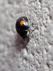 Hyperaspis signata-binotata agg