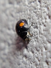 Hyperaspis signata-binotata agg