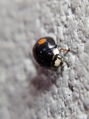 Hyperaspis signata-binotata agg