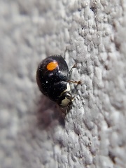 Hyperaspis signata-binotata agg
