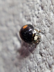 Hyperaspis signata-binotata agg