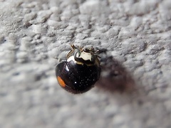 Hyperaspis signata-binotata agg