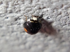 Hyperaspis signata-binotata agg