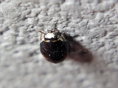 Hyperaspis signata-binotata agg
