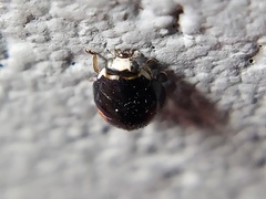 Hyperaspis signata-binotata agg