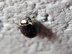 Hyperaspis signata-binotata agg