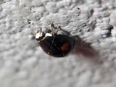 Hyperaspis signata-binotata agg