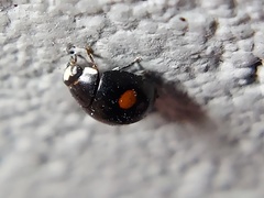 Hyperaspis signata-binotata agg