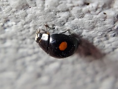 Hyperaspis signata-binotata agg