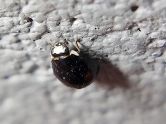 Hyperaspis signata-binotata agg