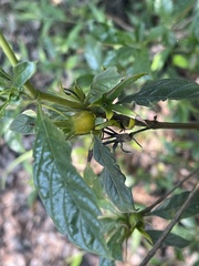 Leptactina delagoensis