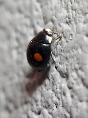 Hyperaspis signata-binotata agg