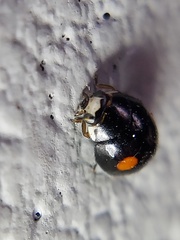 Hyperaspis signata-binotata agg