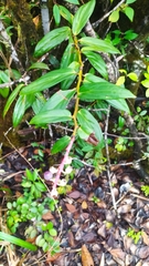 Cavendishia callista, photograph Guillaume Delaitre, CC BY, iNaturalist via GBIF