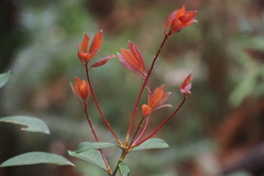 Machilus thunbergii