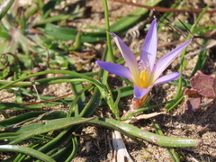 Romulea bulbocodium