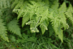 Hypolepis glandulifera