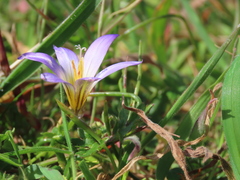 Romulea bulbocodium