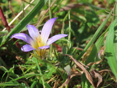 Romulea bulbocodium