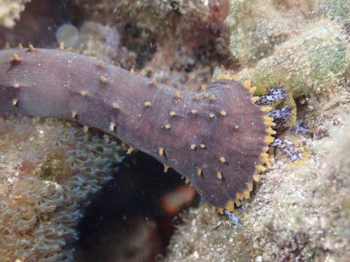 Holothuria flavomaculata