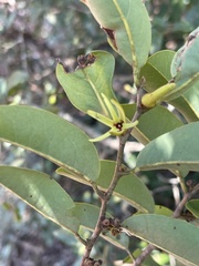 Xylopia longipetala
