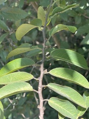 Xylopia longipetala