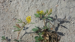 Melilotus indicus