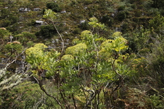 Notobubon galbanum